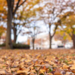 紅葉がきれいですね