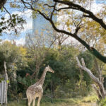 ハルカスとハルカス